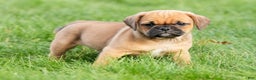 Puggle dogs for sale: Benson - Ad 1