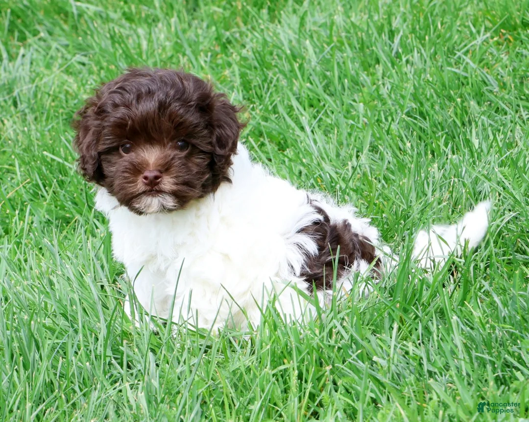 Havanese dogs for sale: Brooklyn - Ad 1