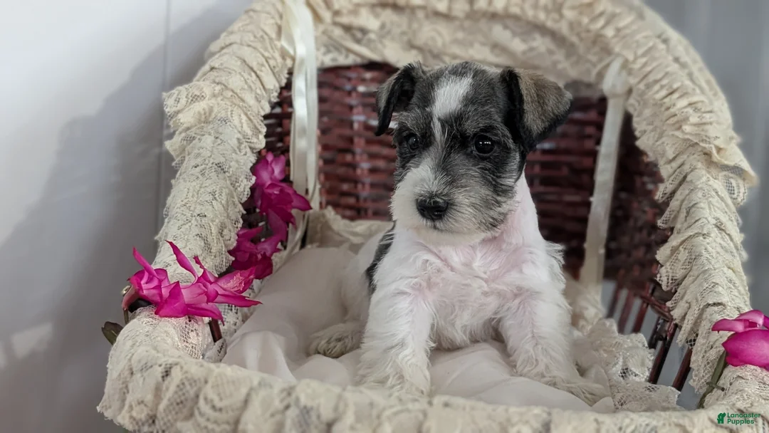 Miniature Schnauzer dogs for sale: Moby  - Ad 6