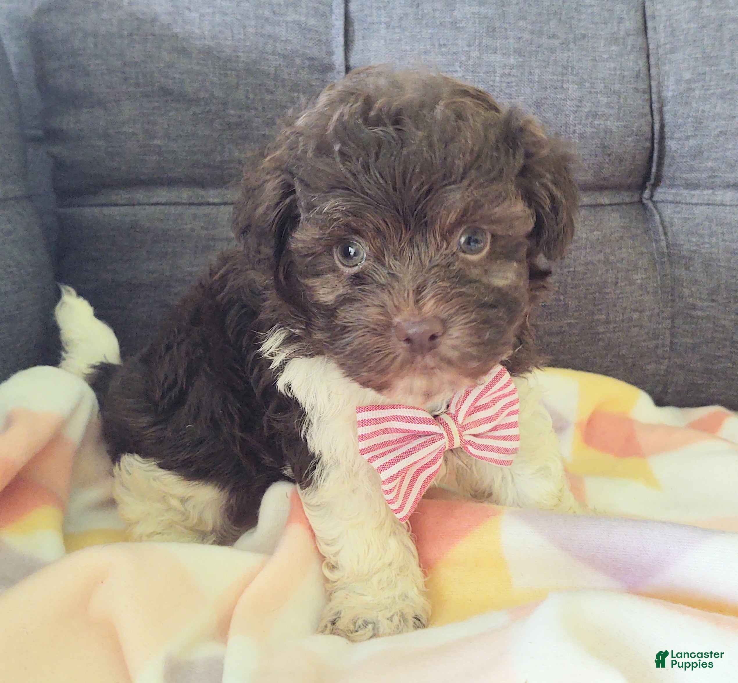 Maltipoo dogs Archie (chocolate)  - Ad 2