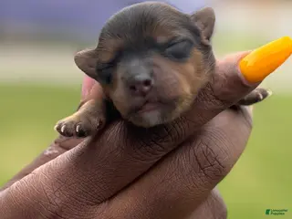 Yorkshire Terrier dogs Yorkshire Terrier Puppy 2 - Ad 6
