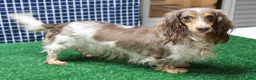 Miniature Dachshund dogs for sale: Sophie - Ad 23