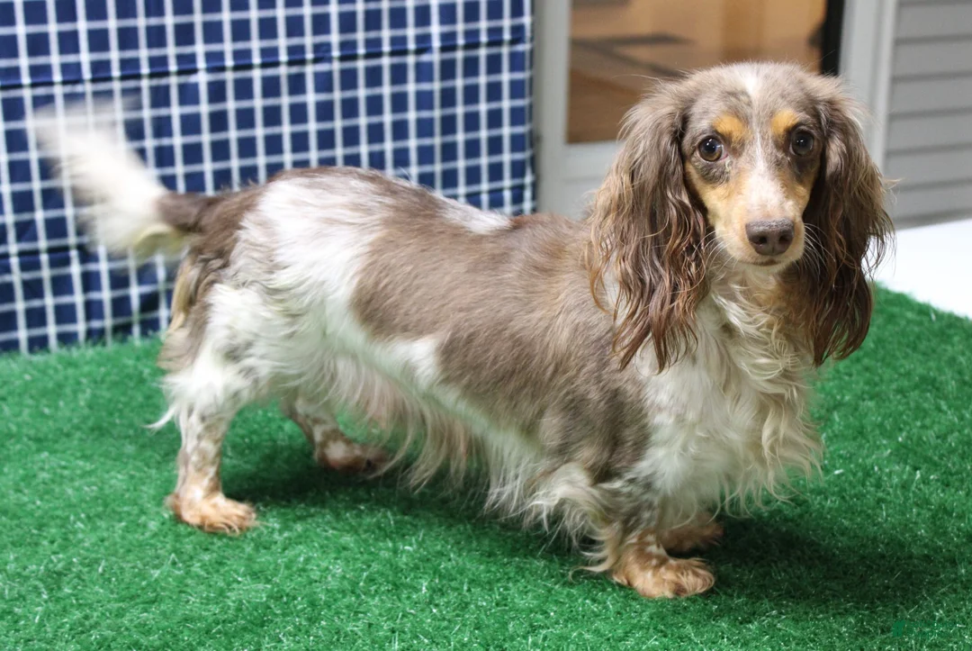 Miniature Dachshund dogs for sale: Sophie - Ad 23