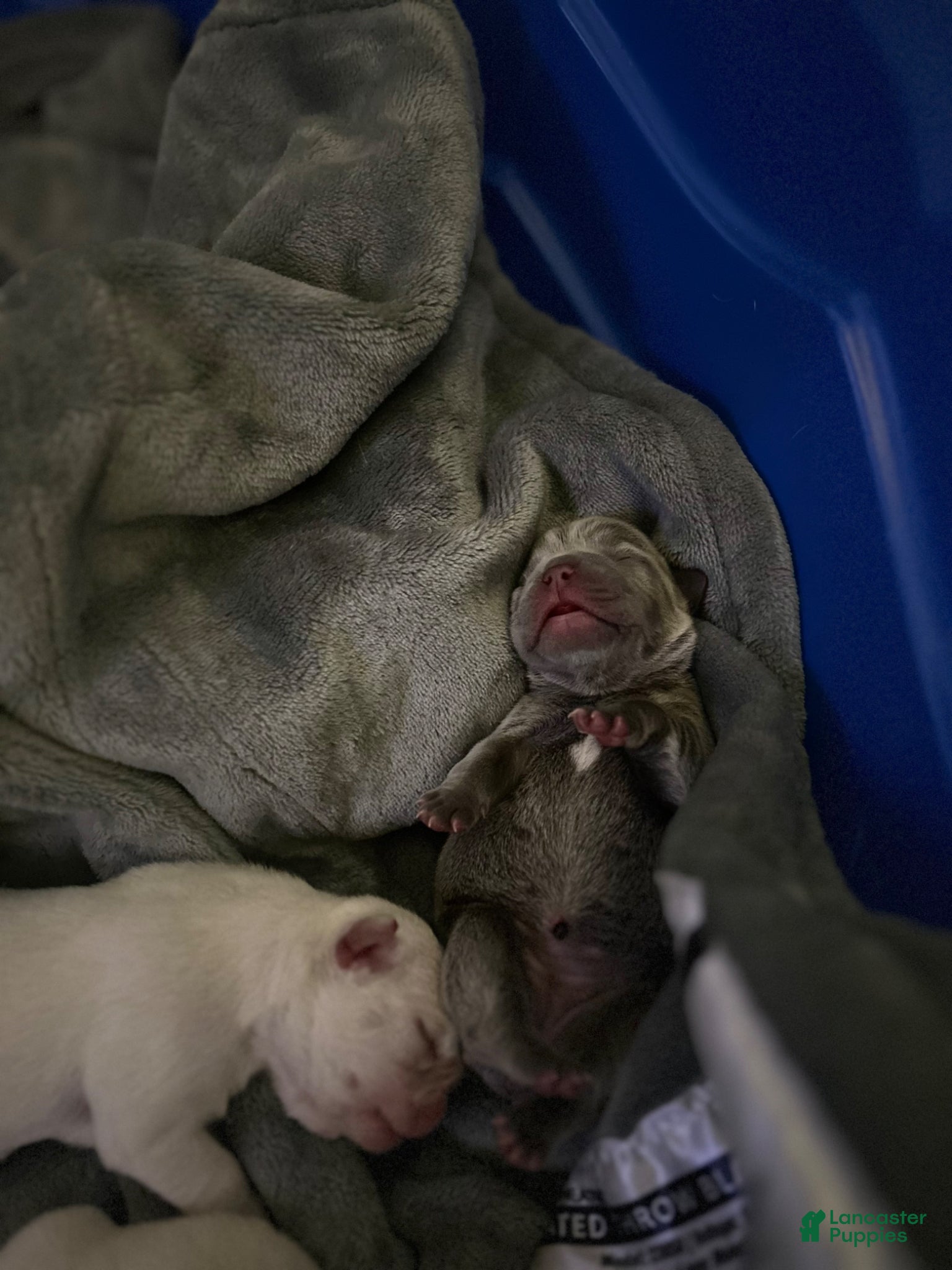 French Bulldog dogs French Bulldog Puppy 4 - Ad 7