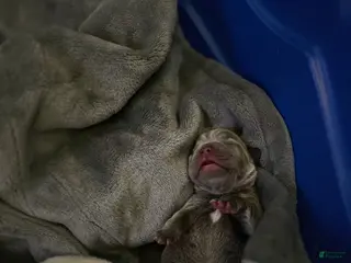 French Bulldog dogs French Bulldog Puppy 4 - Ad 7