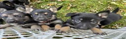 German Shepherd dogs for sale: German Shepherd 3 Purple Collar  - Ad 4
