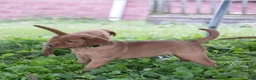 Labrador Retriever dogs for sale: Lolli (tan collar) - Ad 6