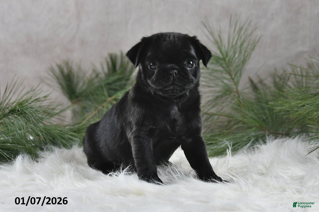 Pug dogs for sale: Blazer - Ad 1