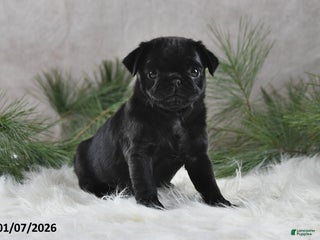 Pug dogs Blazer - Ad 6