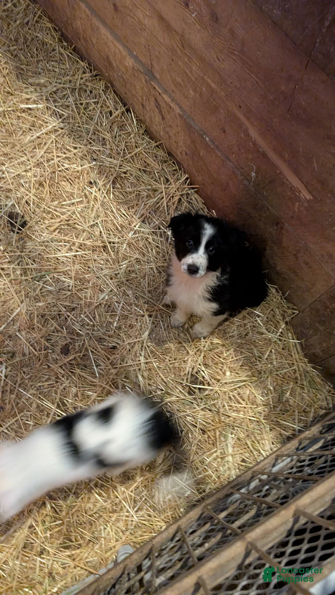 Mixed Breed dogs for sale: Male Puppy 1 - Ad 1