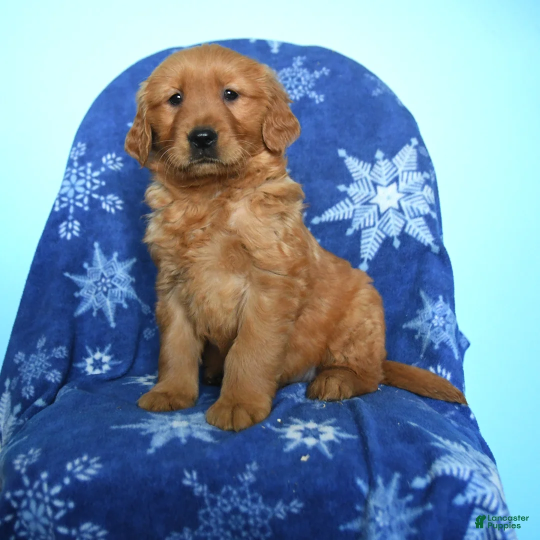 Golden Retriever dogs for sale: Wanda - Ad 1