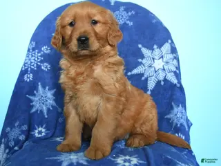 Golden Retriever dogs Wanda - Ad 34