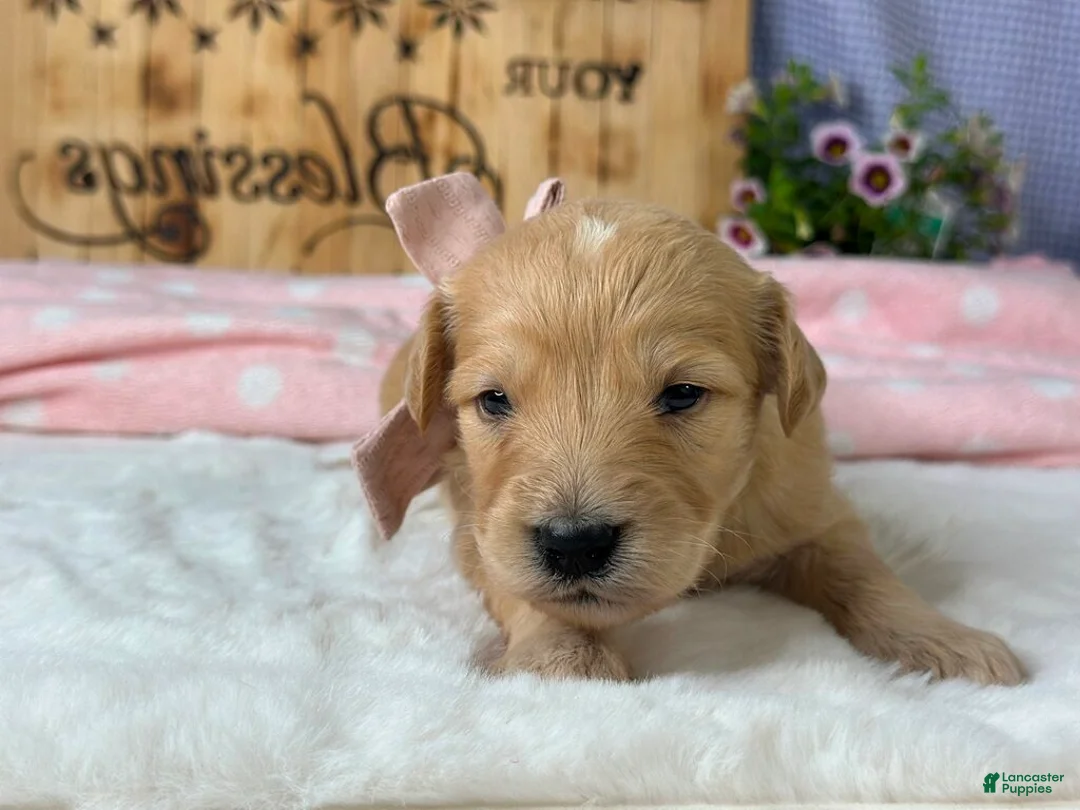 Goldendoodle dogs for sale: Wilhelma - Ad 2
