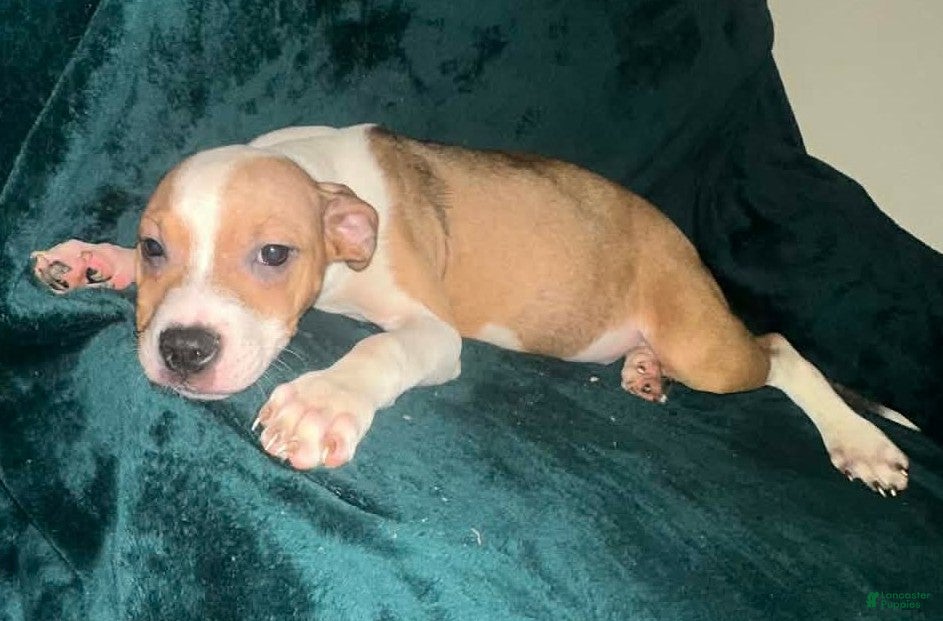 American Staffordshire Terrier dogs American Staffordshire Terrier Puppy 5 - Ad 2
