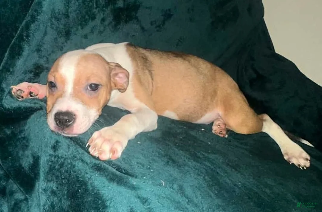 American Staffordshire Terrier dogs for sale: American Staffordshire Terrier Puppy 3 - Ad 1