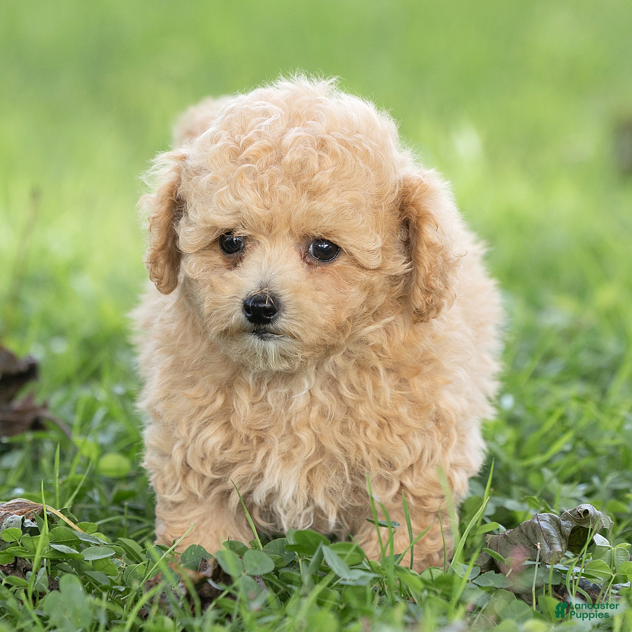 Maltipoo dogs Minnie Maltipoo  - Ad 1