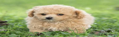 Minnie Maltipoo 
