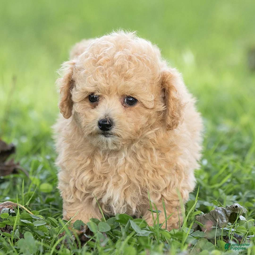 Maltipoo dogs for sale: Minnie Maltipoo  - Ad 1