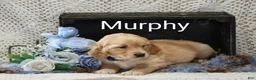 Golden Retriever dogs for sale: Murphy - Ad 4