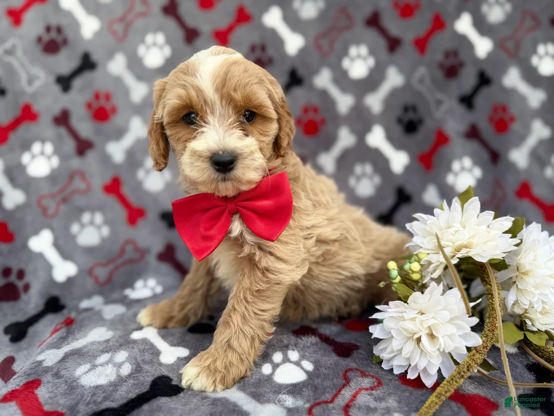 Cockapoo dogs for sale: Whiskey - Ad 8