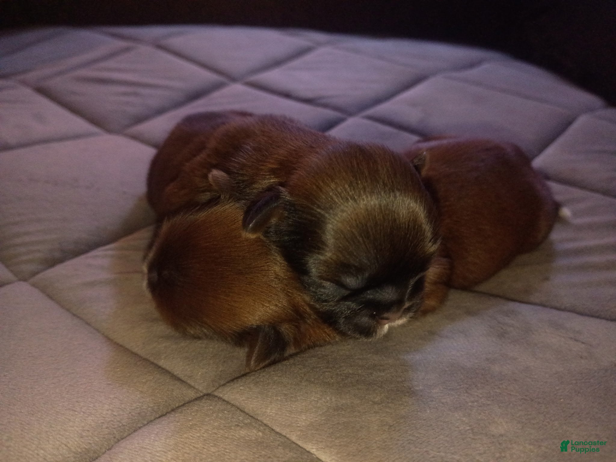 Shih Tzu dogs Girl  - Ad 2
