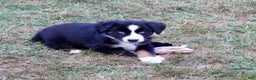 Miniature Australian Shepherd dogs for sale: Max - Ad 6
