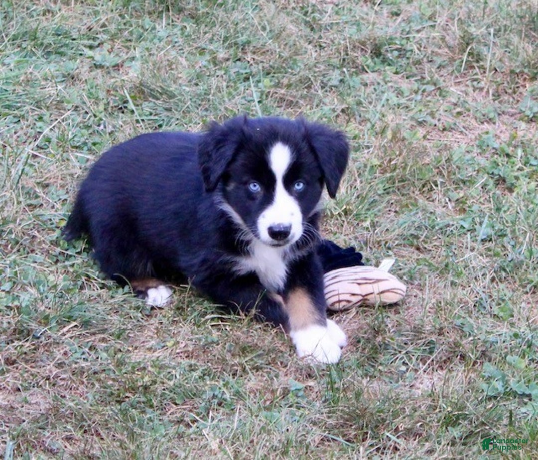 Miniature Australian Shepherd dogs for sale: Max - Ad 6