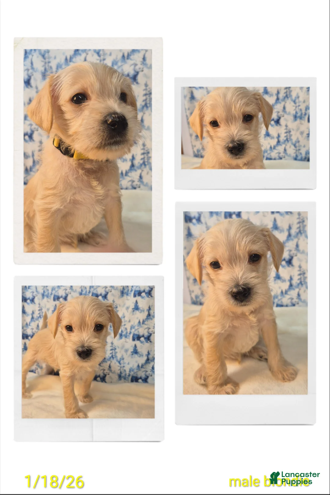 Mixed Breed dogs for sale: Mixed Breed Puppy 2 - Ad 2