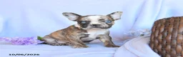 Frenchton dogs for sale: Rosa  - Ad 3