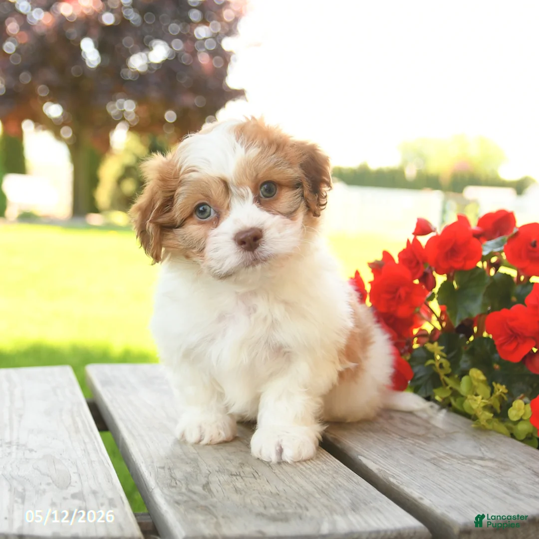 Teddy Bear dogs for sale: Kevin - Ad 1