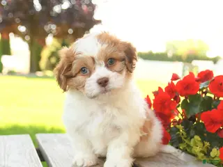 Teddy Bear dogs for sale: Kevin - Ad 1