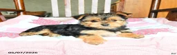 Morkie dogs for sale: Evangeline - Ad 3