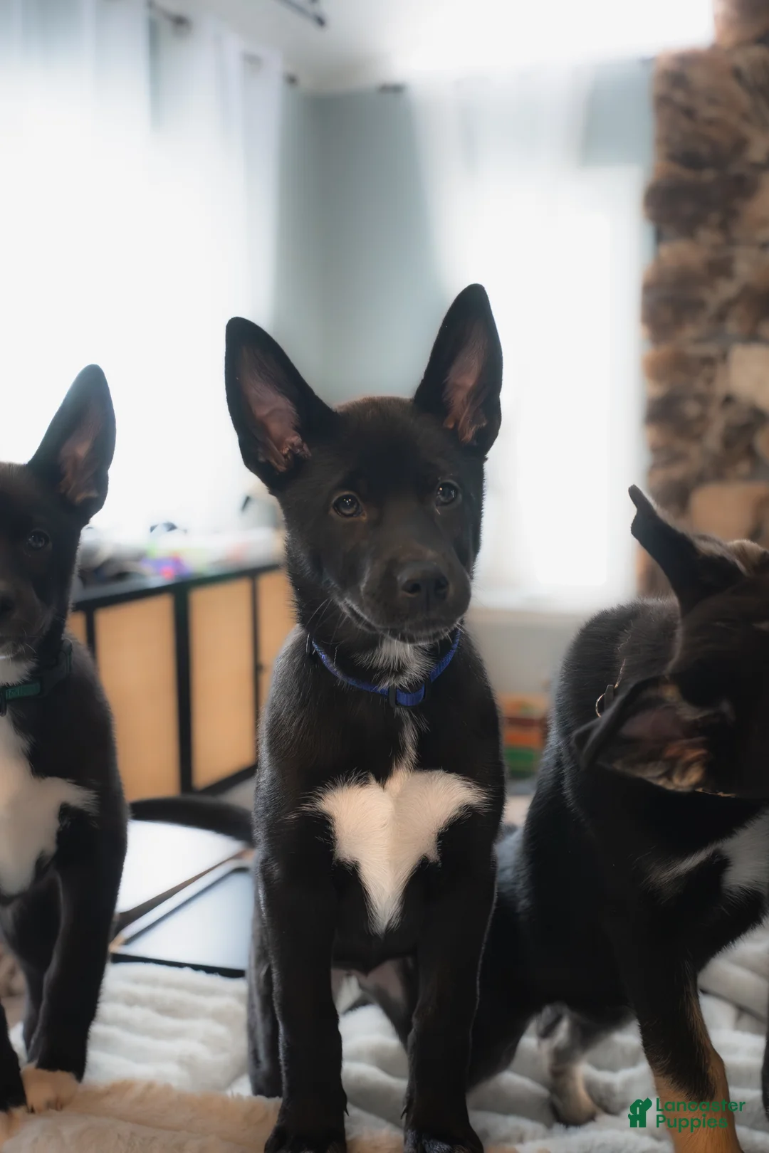 Mixed Breed dogs for sale: Ari - Ad 5