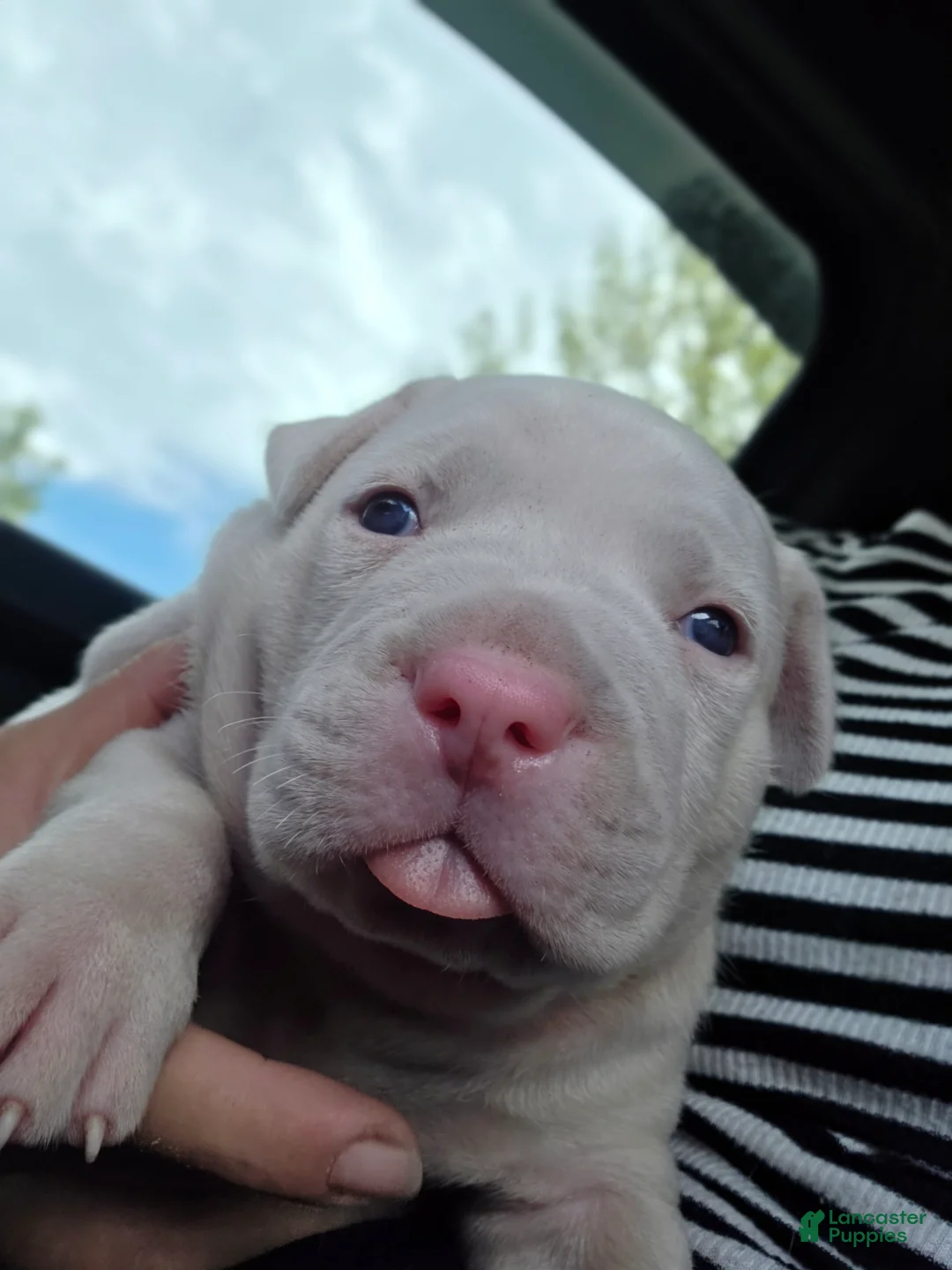 American Bulldog dogs for sale: American Bulldog 6 - Ad 2