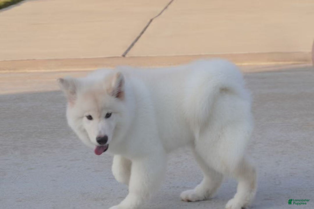 Alaskan Malamute dogs for sale: Xi Xi - Ad 25