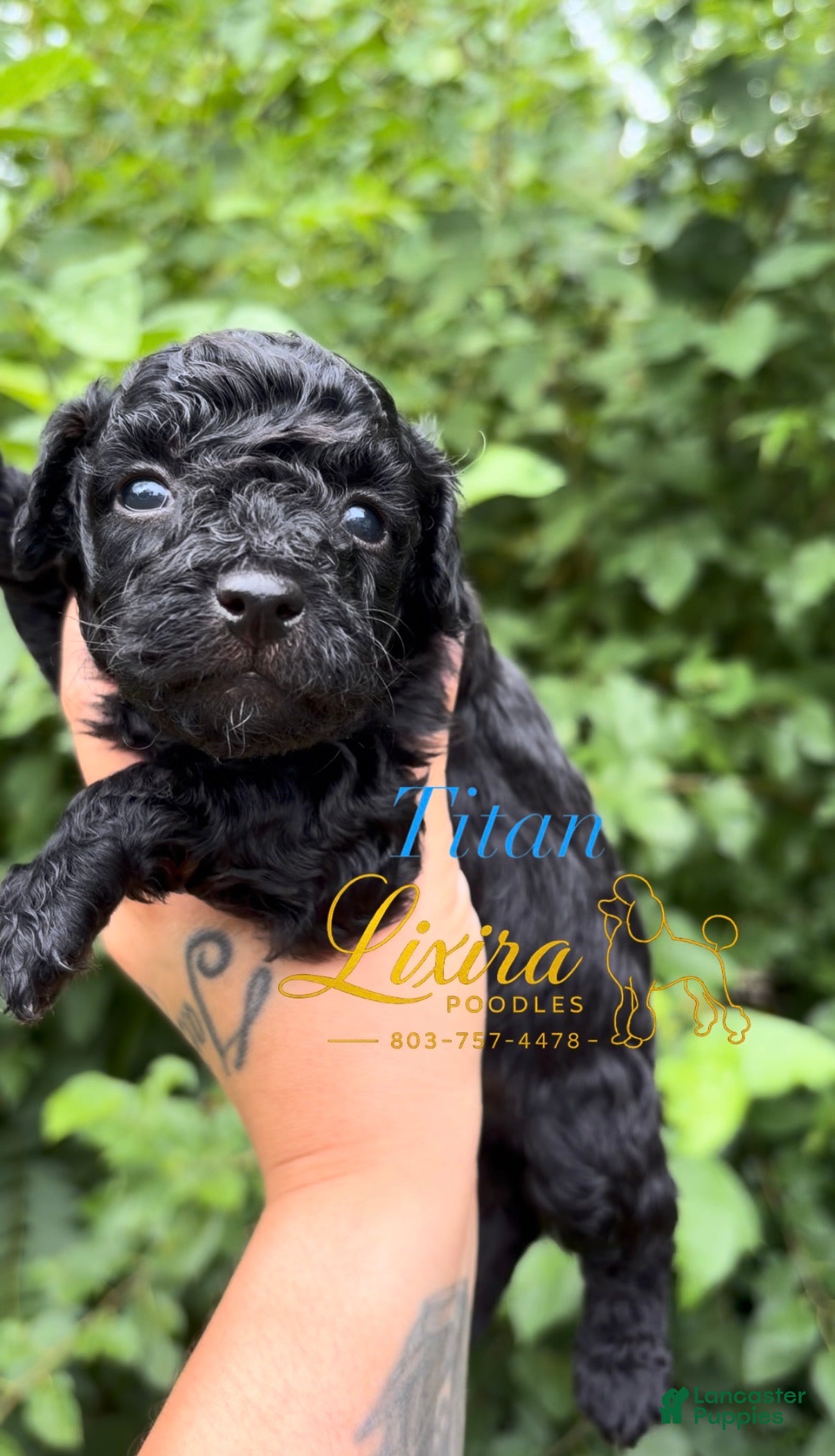 Toy Poodle dogs Titan - Ad 35