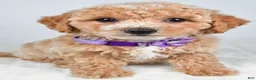 Bichpoo dogs for sale: Sasha - Ad 3