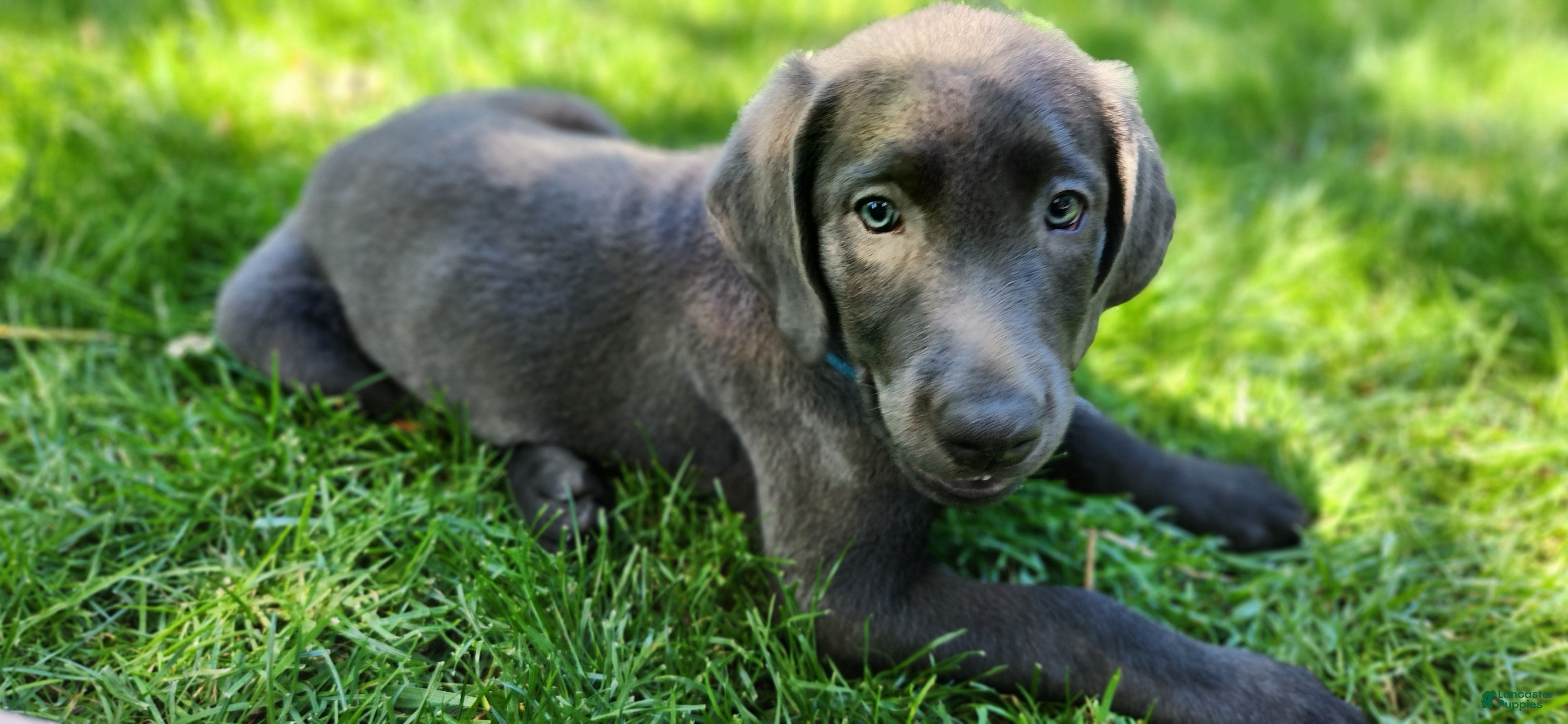 Labrador Retriever dogs for sale: Labrador Retriever lilac - Ad 1