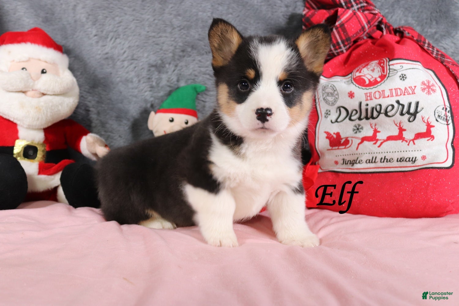 Welsh Corgi Pembroke dogs Elf - Ad 13