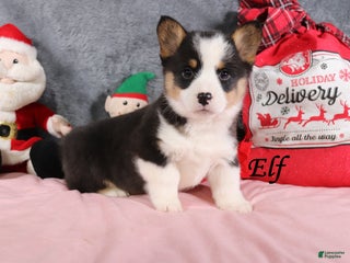 Welsh Corgi Pembroke dogs Elf - Ad 26
