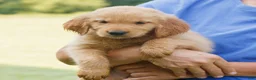 Golden Retriever dogs for sale: Sunny - Ad 2