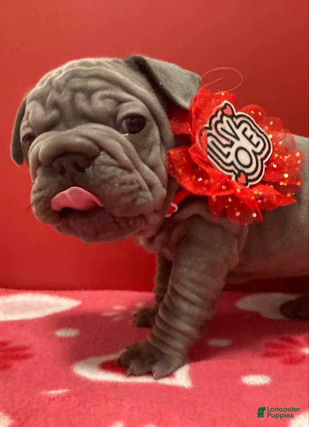 French Bulldog dogs for sale: Hercules - Ad 2