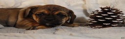 Puggle dogs for sale: Alice - Ad 3