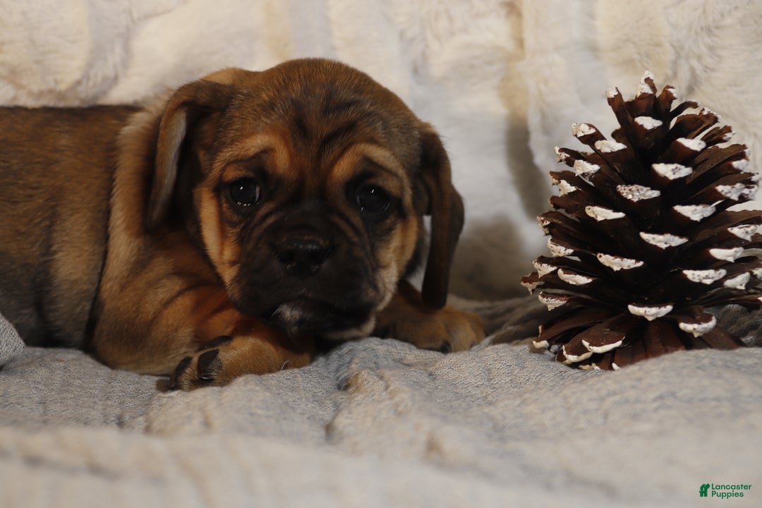 Puggle dogs for sale: Alice - Ad 3