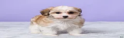 Maltipoo dogs for sale: Heidi - Ad 3