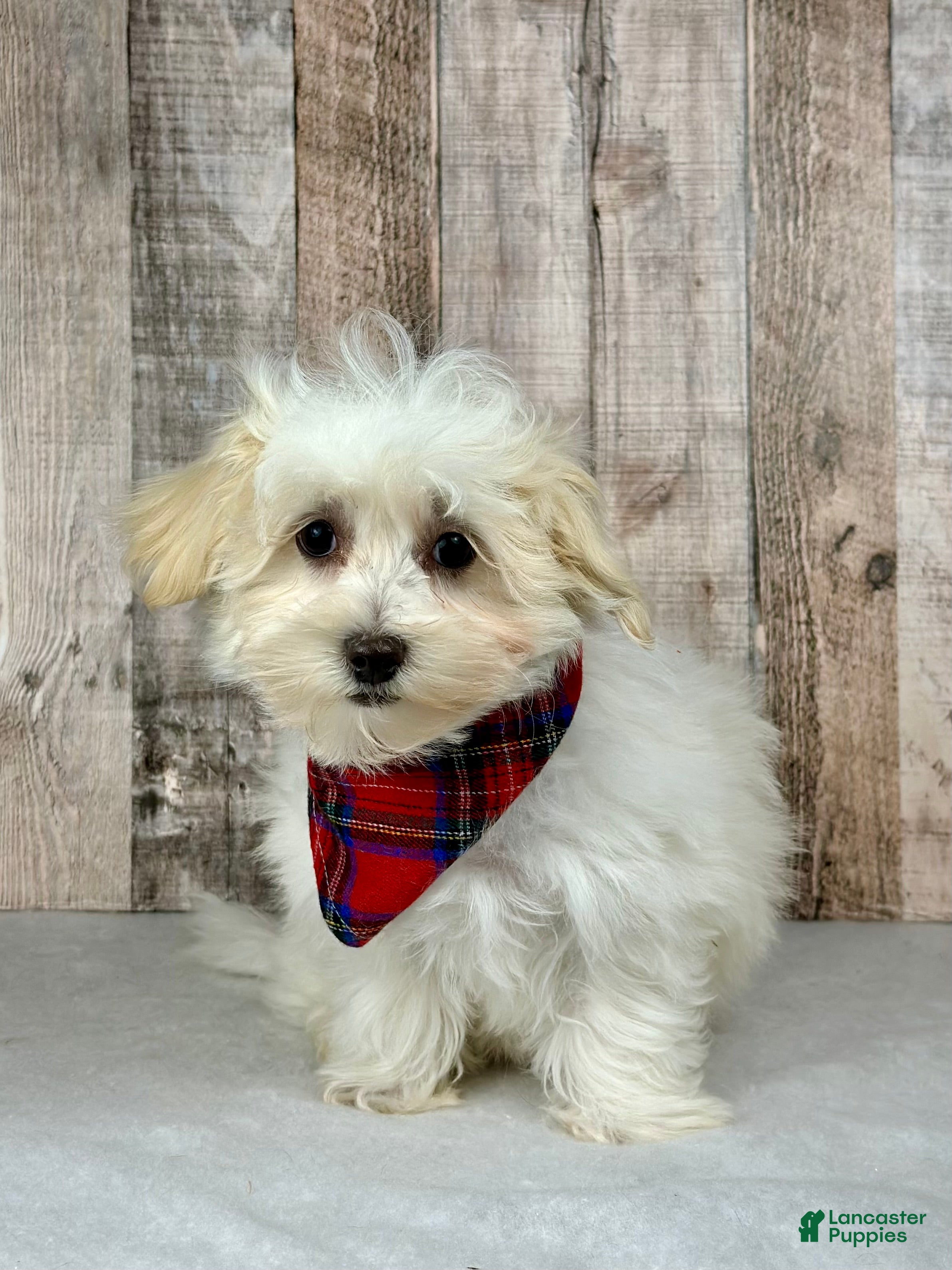Maltipoo dogs Boy Ziggie - 0226 - Ad 16