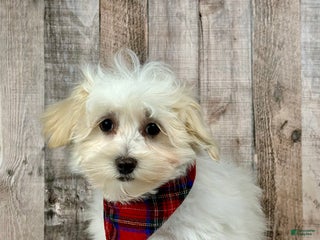 Maltipoo dogs Boy Ziggie - 0226 - Ad 13