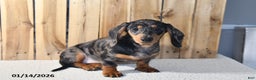 Miniature Dachshund dogs for sale: Valerie - Ad 3