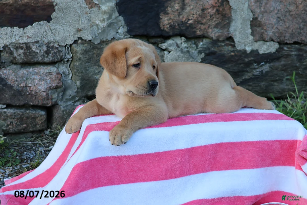 Goldador dogs for sale: Cruze - Ad 2