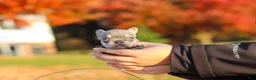 French Bulldog dogs for sale: Maple - Ad 4